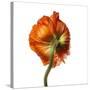 Poppy 21-Wiff Harmer-Stretched Canvas