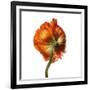 Poppy 21-Wiff Harmer-Framed Giclee Print