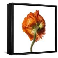 Poppy 21-Wiff Harmer-Framed Stretched Canvas