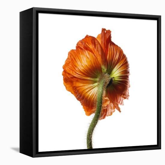 Poppy 21-Wiff Harmer-Framed Stretched Canvas