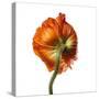 Poppy 21-Wiff Harmer-Stretched Canvas