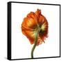 Poppy 21-Wiff Harmer-Framed Stretched Canvas