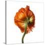 Poppy 21-Wiff Harmer-Stretched Canvas