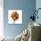 Poppy 21-Wiff Harmer-Giclee Print displayed on a wall