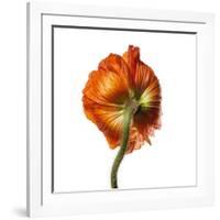 Poppy 21-Wiff Harmer-Framed Giclee Print