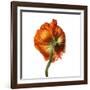 Poppy 21-Wiff Harmer-Framed Giclee Print