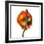 Poppy 21-Wiff Harmer-Framed Giclee Print