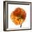 Poppy 23-Wiff Harmer-Framed Giclee Print