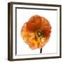 Poppy 23-Wiff Harmer-Framed Giclee Print