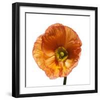 Poppy 23-Wiff Harmer-Framed Giclee Print