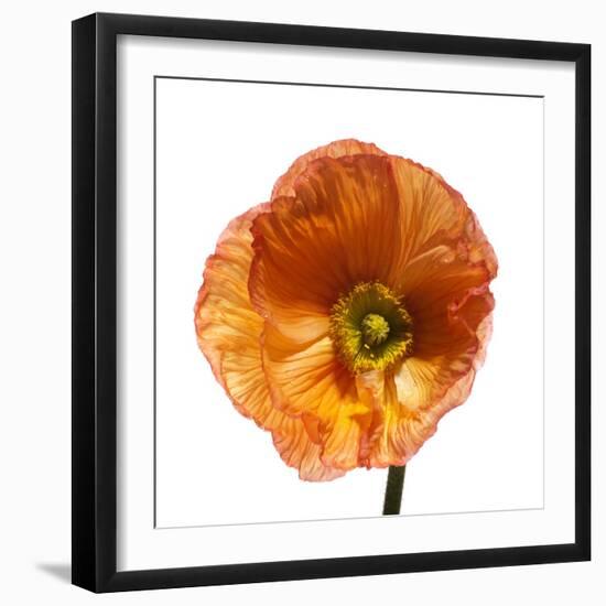 Poppy 23-Wiff Harmer-Framed Giclee Print