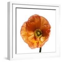 Poppy 23-Wiff Harmer-Framed Giclee Print