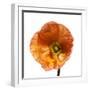 Poppy 23-Wiff Harmer-Framed Giclee Print