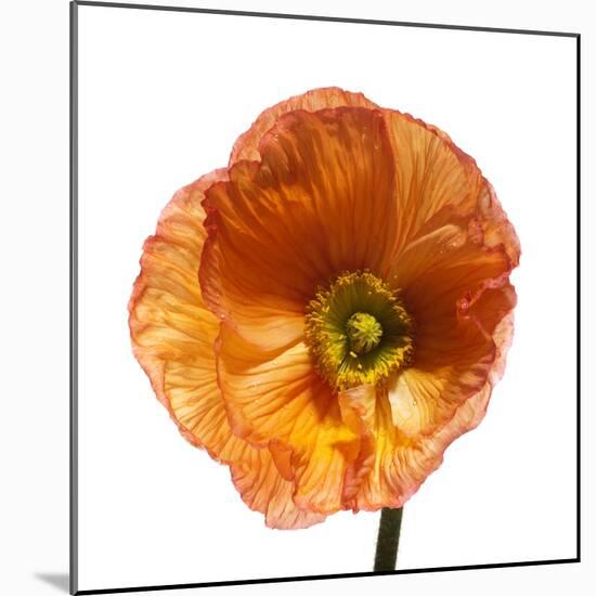 Poppy 23-Wiff Harmer-Mounted Giclee Print