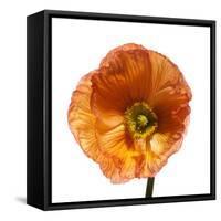Poppy 23-Wiff Harmer-Framed Stretched Canvas