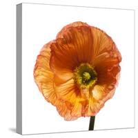 Poppy 23-Wiff Harmer-Stretched Canvas