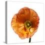 Poppy 23-Wiff Harmer-Stretched Canvas