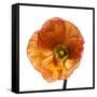 Poppy 23-Wiff Harmer-Framed Stretched Canvas