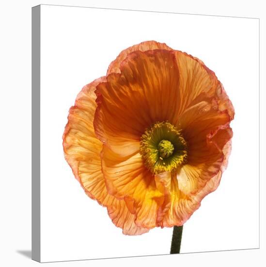 Poppy 23-Wiff Harmer-Stretched Canvas