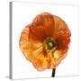 Poppy 23-Wiff Harmer-Stretched Canvas
