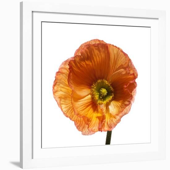 Poppy 23-Wiff Harmer-Framed Giclee Print