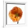 Poppy 23-Wiff Harmer-Framed Giclee Print