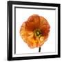 Poppy 23-Wiff Harmer-Framed Giclee Print