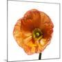 Poppy 23-Wiff Harmer-Mounted Giclee Print