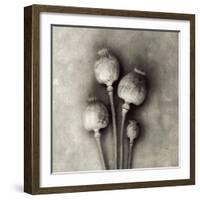 Poppy 2-Jamie Cook-Framed Giclee Print