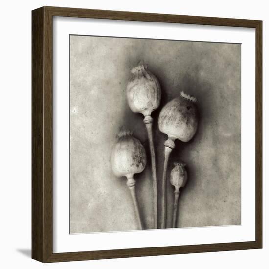 Poppy 2-Jamie Cook-Framed Giclee Print