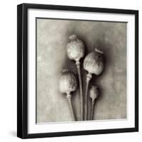 Poppy 2-Jamie Cook-Framed Giclee Print