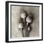 Poppy 2-Jamie Cook-Framed Giclee Print