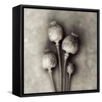 Poppy 2-Jamie Cook-Framed Stretched Canvas