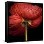 Poppy 9 - Red Icelandic Poppy-Doris Mitsch-Framed Stretched Canvas