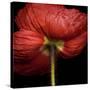 Poppy 9 - Red Icelandic Poppy-Doris Mitsch-Stretched Canvas