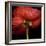 Poppy 9 - Red Icelandic Poppy-Doris Mitsch-Framed Photographic Print