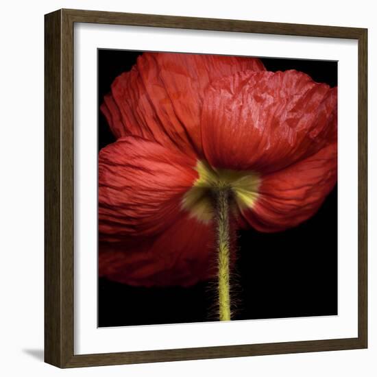 Poppy 9 - Red Icelandic Poppy-Doris Mitsch-Framed Photographic Print