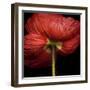 Poppy 9 - Red Icelandic Poppy-Doris Mitsch-Framed Photographic Print