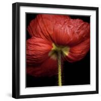 Poppy 9 - Red Icelandic Poppy-Doris Mitsch-Framed Photographic Print