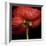 Poppy 9 - Red Icelandic Poppy-Doris Mitsch-Framed Photographic Print