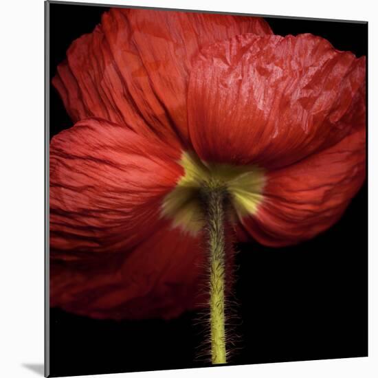 Poppy 9 - Red Icelandic Poppy-Doris Mitsch-Mounted Photographic Print