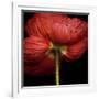 Poppy 9 - Red Icelandic Poppy-Doris Mitsch-Framed Photographic Print