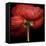 Poppy 9 - Red Icelandic Poppy-Doris Mitsch-Framed Stretched Canvas