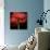 Poppy 9 - Red Icelandic Poppy-Doris Mitsch-Photographic Print displayed on a wall