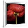 Poppy 9 - Red Icelandic Poppy-Doris Mitsch-Framed Photographic Print