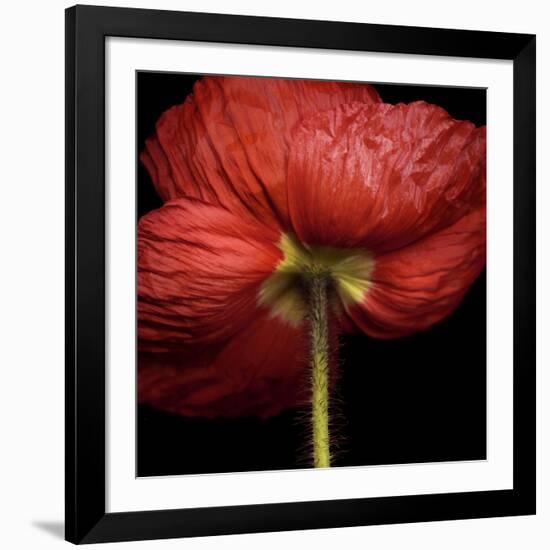 Poppy 9 - Red Icelandic Poppy-Doris Mitsch-Framed Photographic Print