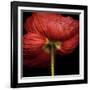 Poppy 9 - Red Icelandic Poppy-Doris Mitsch-Framed Photographic Print