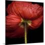 Poppy 9 - Red Icelandic Poppy-Doris Mitsch-Mounted Photographic Print