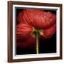 Poppy 9 - Red Icelandic Poppy-Doris Mitsch-Framed Photographic Print