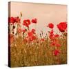 Poppy Acre-Joseph Eta-Stretched Canvas